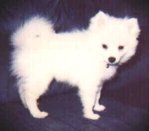american eskimo dog toy for sale american eskimo dogs toy american eskimo dog breeders mini puppies american eskimo dog toy for sale american eskimo dogs toy american eskimo dog breeders mini puppies