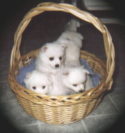 The most beautiful cuddly American Eskimo Puppies!