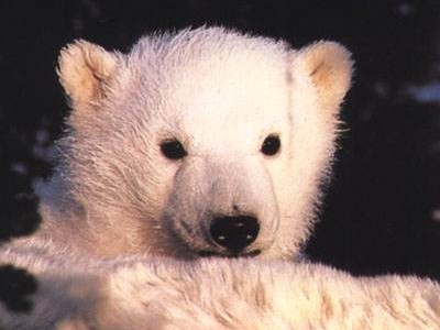 It's a Polar Bear!