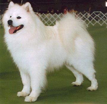 cody.jpg (49827 bytes)