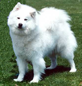 kiri.jpg (114130 bytes)
