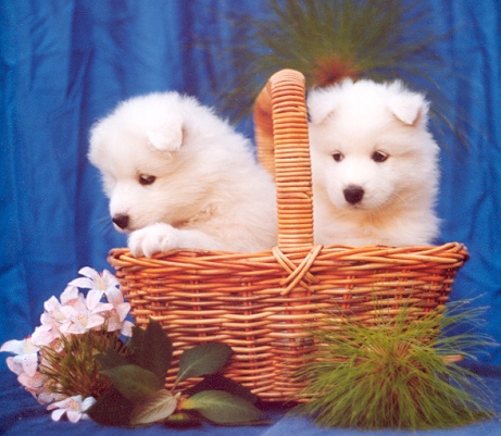 puppies.jpg (85841 bytes)