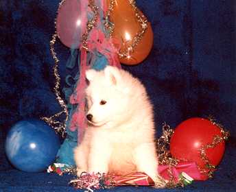 puppy1.jpg (12821 bytes)