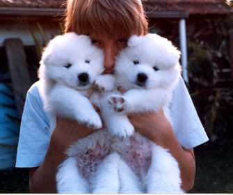 puppy3.jpg (11146 bytes)