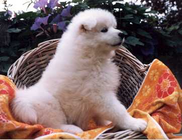puppy4.jpg (15749 bytes)