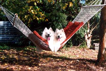 puppy5.jpg (27260 bytes)