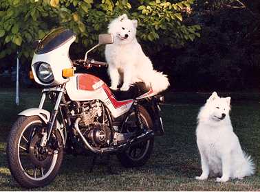 puppy7.jpg (19692 bytes)