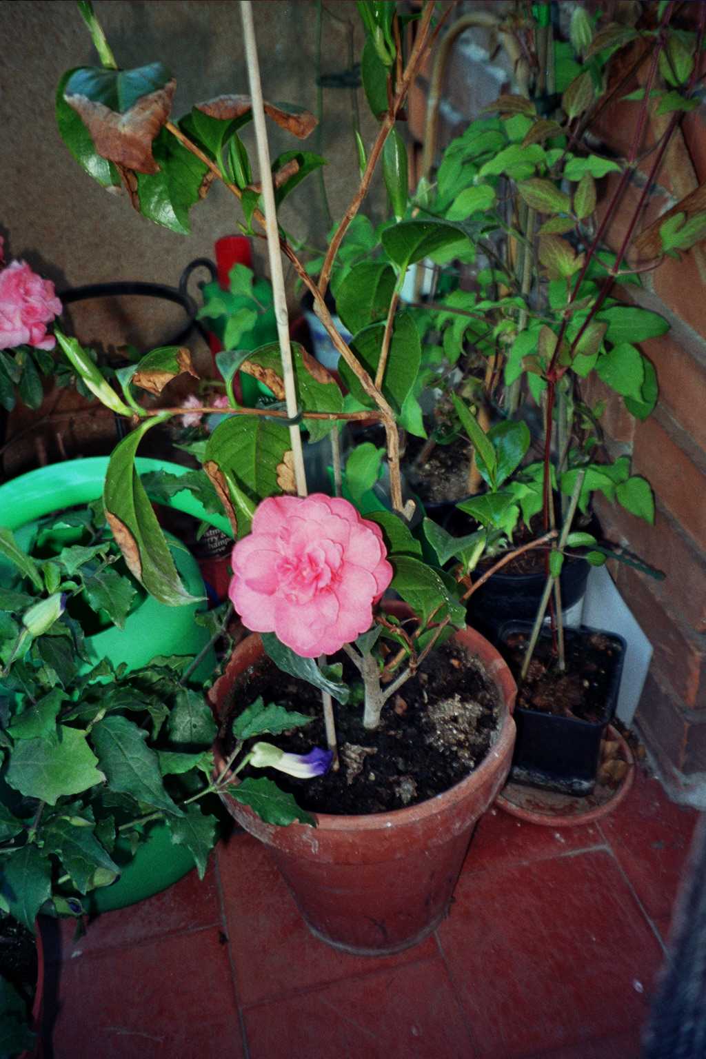 Camelia