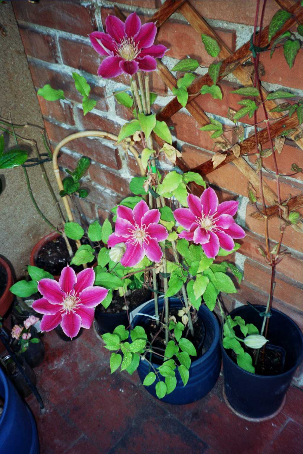Clematis Dr. Ruppel