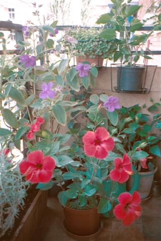 Hibiscus rojo con tibuchina