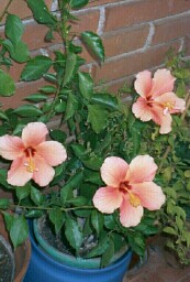 Hibiscus