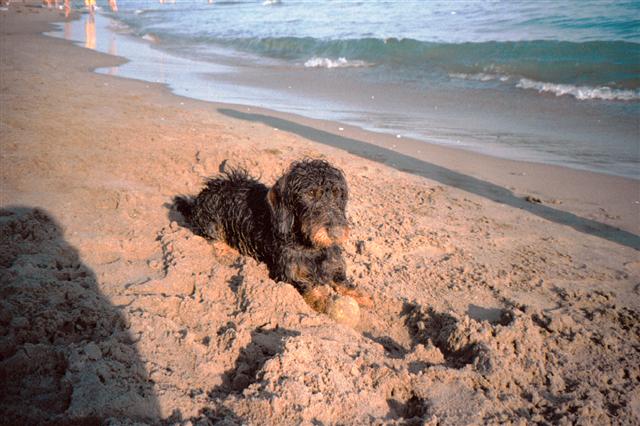 perro rebozado