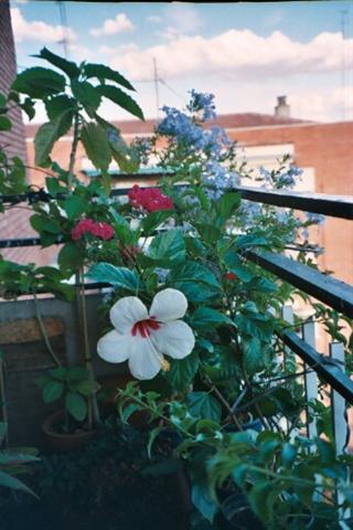 Hibiscus blanco con plumbago y bougainvillea