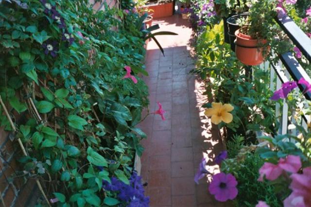 Mi terraza en septiembre 2003