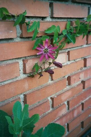 Passiflora violacea?