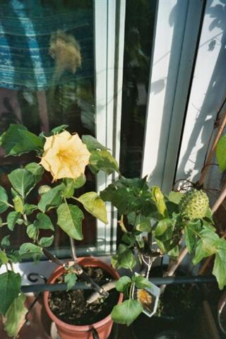 Datura Metel - huele muy bien