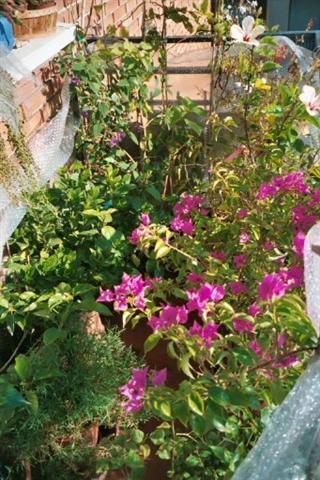 La bouganvillea, los hibiscus, etc, en el 'cuartel de invierno'