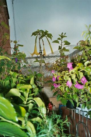 Al fondo, Las 3 campanas de la Brugmansia