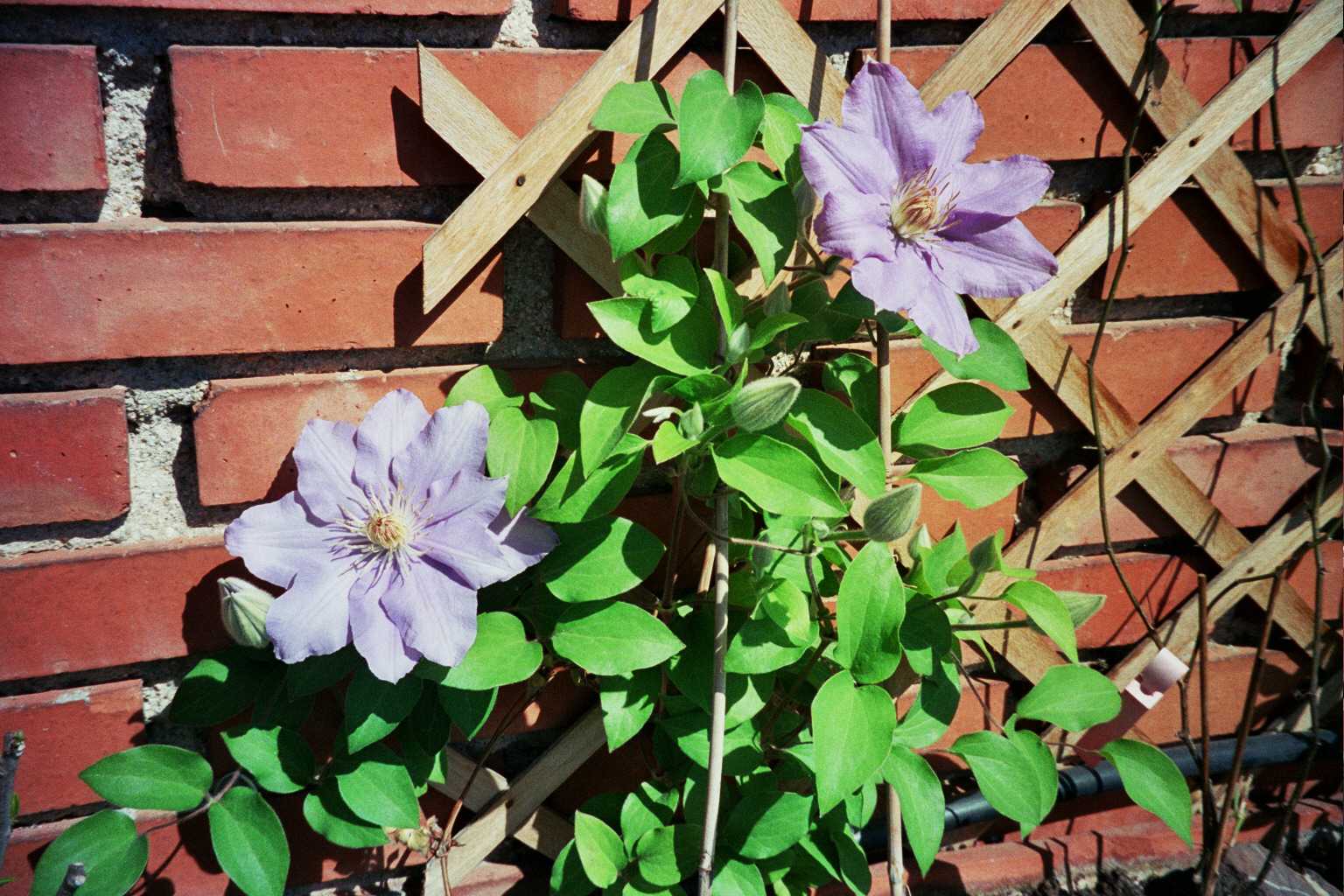 Clematis Lasurstern?