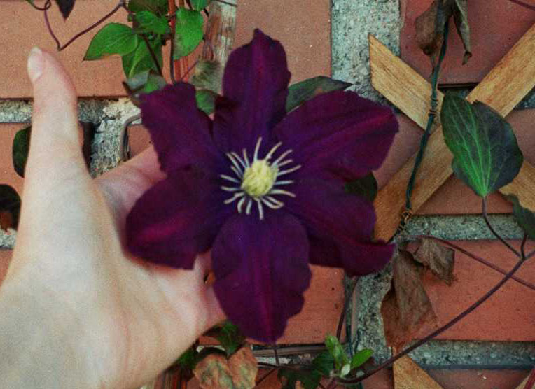 Clematis Warschawa Nike