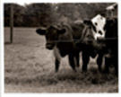 moo