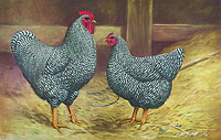 Barred Rocks