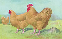 Buff Orpingtons