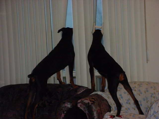Tantra & Zeus with his field goal helmet looking for kotsoboles on De Dreux