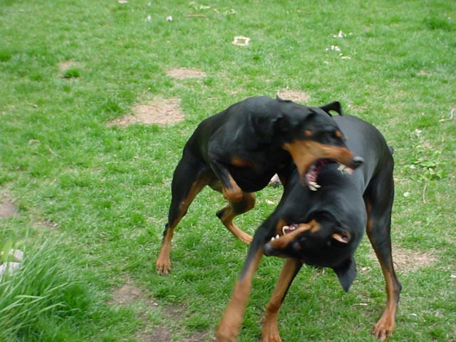 ZEUS getting the beats from TanTra......u guys still want to come over for BBQ's??????