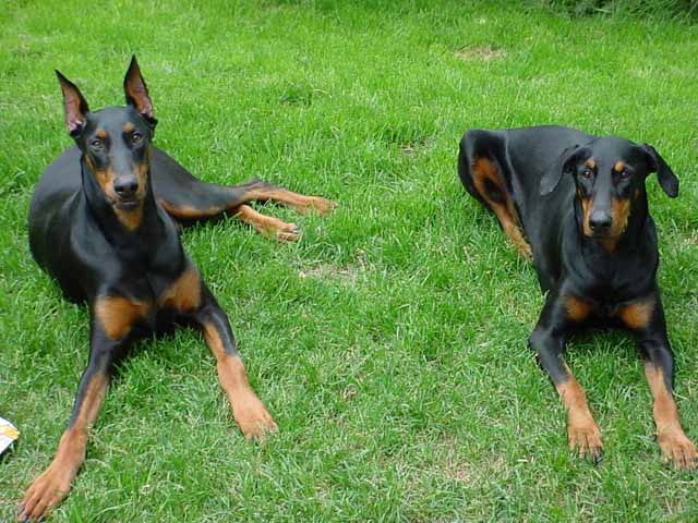 Zeus and Tantra hanging out