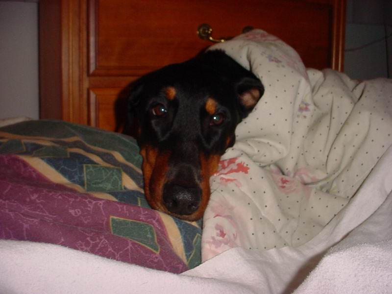 tantra 800x600 resize Dog under cover