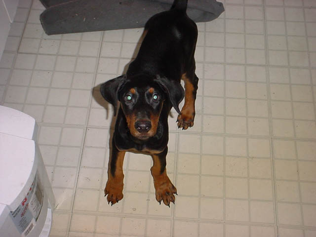 ZEUS!!!!
