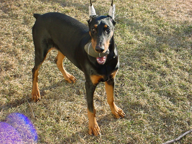 Zeus with his field goal helmet and a football in his mouth