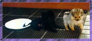 CiCi and Nikki Bear as Puppies
