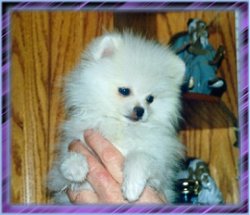 Isis as a puppy
