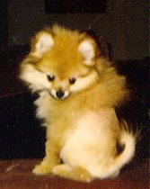 Tiffany gets a lion cut too!