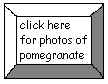 click here for photos of Pomegranate