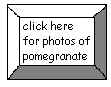 click here to return to Pomegranate photos