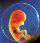 Un feto alla fine del 3� mese