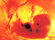 Un embrione al 2� mese