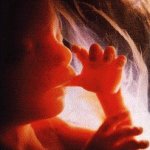 Un embrione al 3� mese