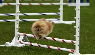 Going over the jump with my tongue out