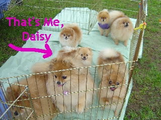 Gaggle of orange Poms