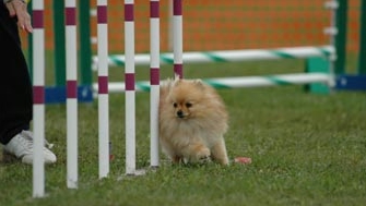 I look so pretty doing the weave poles