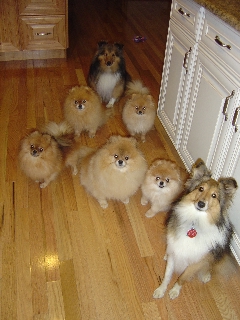 Our Friends: Amber, Autumn, Angel, Holly, Sydney, Murray and Sophie