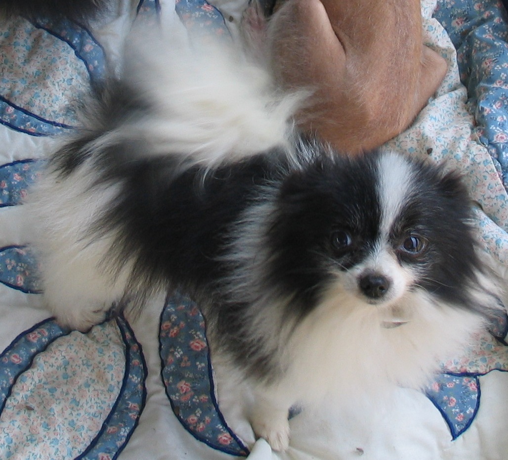 JUNIOR