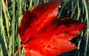 leaf1.jpg (14336 bytes)