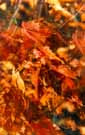 leaves.jpg (18138 bytes)