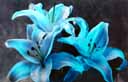 flower1.jpg (13329 bytes)