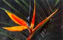 flower2.jpg (14576 bytes)